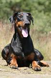 DOBERMANN 795